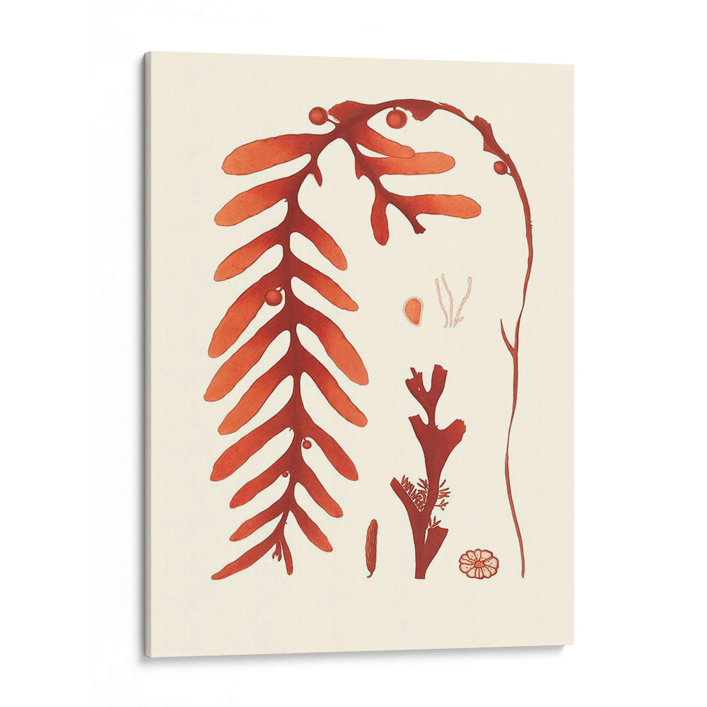Coral Seaweed Ii - Vision Studio | Cuadro decorativo de Canvas Lab