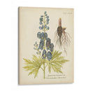 Elocuente Botánico Ii - Vision Studio | Cuadro decorativo de Canvas Lab