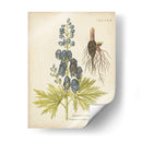 Elocuente Botánico Ii - Vision Studio | Cuadro decorativo de Canvas Lab