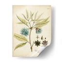 Botánico Elocuente Iii - Vision Studio | Cuadro decorativo de Canvas Lab