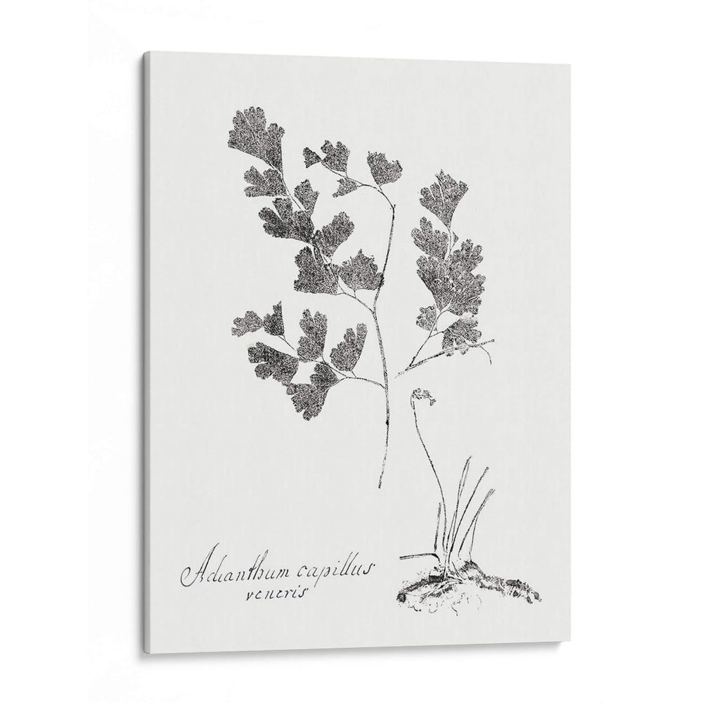 Impresión Botánica I - Vision Studio | Cuadro decorativo de Canvas Lab