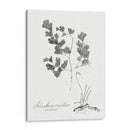 Impresión Botánica I - Vision Studio | Cuadro decorativo de Canvas Lab