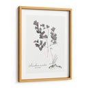 Impresión Botánica I - Vision Studio | Cuadro decorativo de Canvas Lab