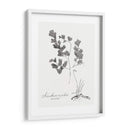 Impresión Botánica I - Vision Studio | Cuadro decorativo de Canvas Lab