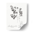 Impresión Botánica I - Vision Studio | Cuadro decorativo de Canvas Lab