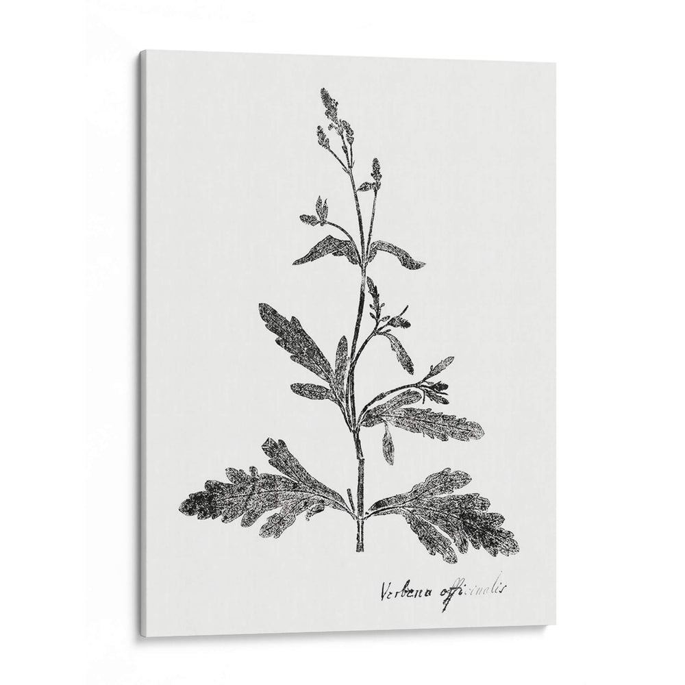 Impresión Botánica Iii - Vision Studio | Cuadro decorativo de Canvas Lab