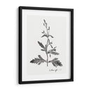 Impresión Botánica Iii - Vision Studio | Cuadro decorativo de Canvas Lab