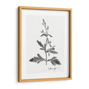 Impresión Botánica Iii - Vision Studio | Cuadro decorativo de Canvas Lab