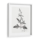 Impresión Botánica Iii - Vision Studio | Cuadro decorativo de Canvas Lab