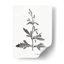 Impresión Botánica Iii - Vision Studio | Cuadro decorativo de Canvas Lab