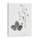 Impresión Botánica Iv - Vision Studio | Cuadro decorativo de Canvas Lab