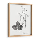 Impresión Botánica Iv - Vision Studio | Cuadro decorativo de Canvas Lab