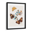 Mariposas Y Polillas I | Cuadro decorativo de Canvas Lab