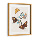 Mariposas Y Polillas I | Cuadro decorativo de Canvas Lab