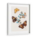 Mariposas Y Polillas I | Cuadro decorativo de Canvas Lab