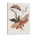 Mariposas Y Polillas Ii | Cuadro decorativo de Canvas Lab