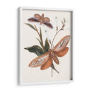 Mariposas Y Polillas Ii | Cuadro decorativo de Canvas Lab