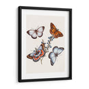 Mariposas Y Polillas Iii | Cuadro decorativo de Canvas Lab