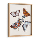 Mariposas Y Polillas Iii | Cuadro decorativo de Canvas Lab