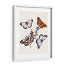 Mariposas Y Polillas Iii | Cuadro decorativo de Canvas Lab