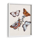 Mariposas Y Polillas Iii | Cuadro decorativo de Canvas Lab