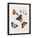 Mariposas Y Polillas Iv | Cuadro decorativo de Canvas Lab