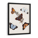 Mariposas Y Polillas Iv | Cuadro decorativo de Canvas Lab