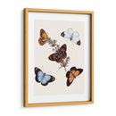 Mariposas Y Polillas Iv | Cuadro decorativo de Canvas Lab