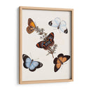 Mariposas Y Polillas Iv | Cuadro decorativo de Canvas Lab