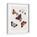 Mariposas Y Polillas Iv | Cuadro decorativo de Canvas Lab