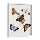 Mariposas Y Polillas Iv | Cuadro decorativo de Canvas Lab