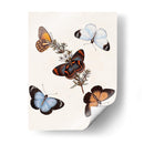 Mariposas Y Polillas Iv | Cuadro decorativo de Canvas Lab