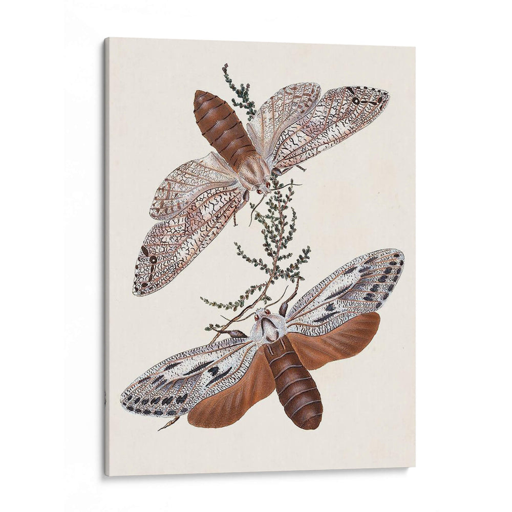 Mariposas Y Polillas V | Cuadro decorativo de Canvas Lab