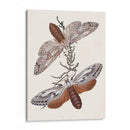 Mariposas Y Polillas V | Cuadro decorativo de Canvas Lab