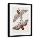 Mariposas Y Polillas V | Cuadro decorativo de Canvas Lab