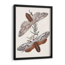 Mariposas Y Polillas V | Cuadro decorativo de Canvas Lab