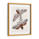 Mariposas Y Polillas V | Cuadro decorativo de Canvas Lab