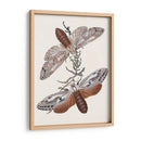 Mariposas Y Polillas V | Cuadro decorativo de Canvas Lab
