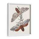 Mariposas Y Polillas V | Cuadro decorativo de Canvas Lab