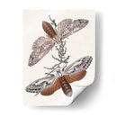 Mariposas Y Polillas V | Cuadro decorativo de Canvas Lab