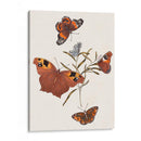Mariposas Y Polillas Vi | Cuadro decorativo de Canvas Lab