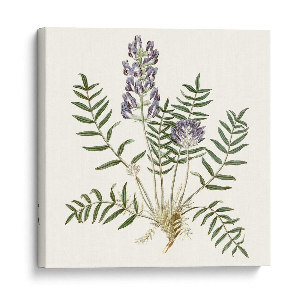 Elegante Botánico I - Vision Studio | Cuadro decorativo de Canvas Lab
