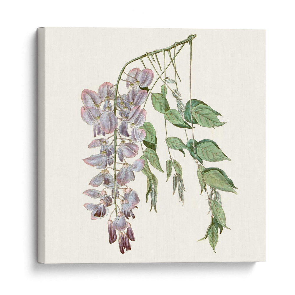 Elegante Botánico Ii - Vision Studio | Cuadro decorativo de Canvas Lab