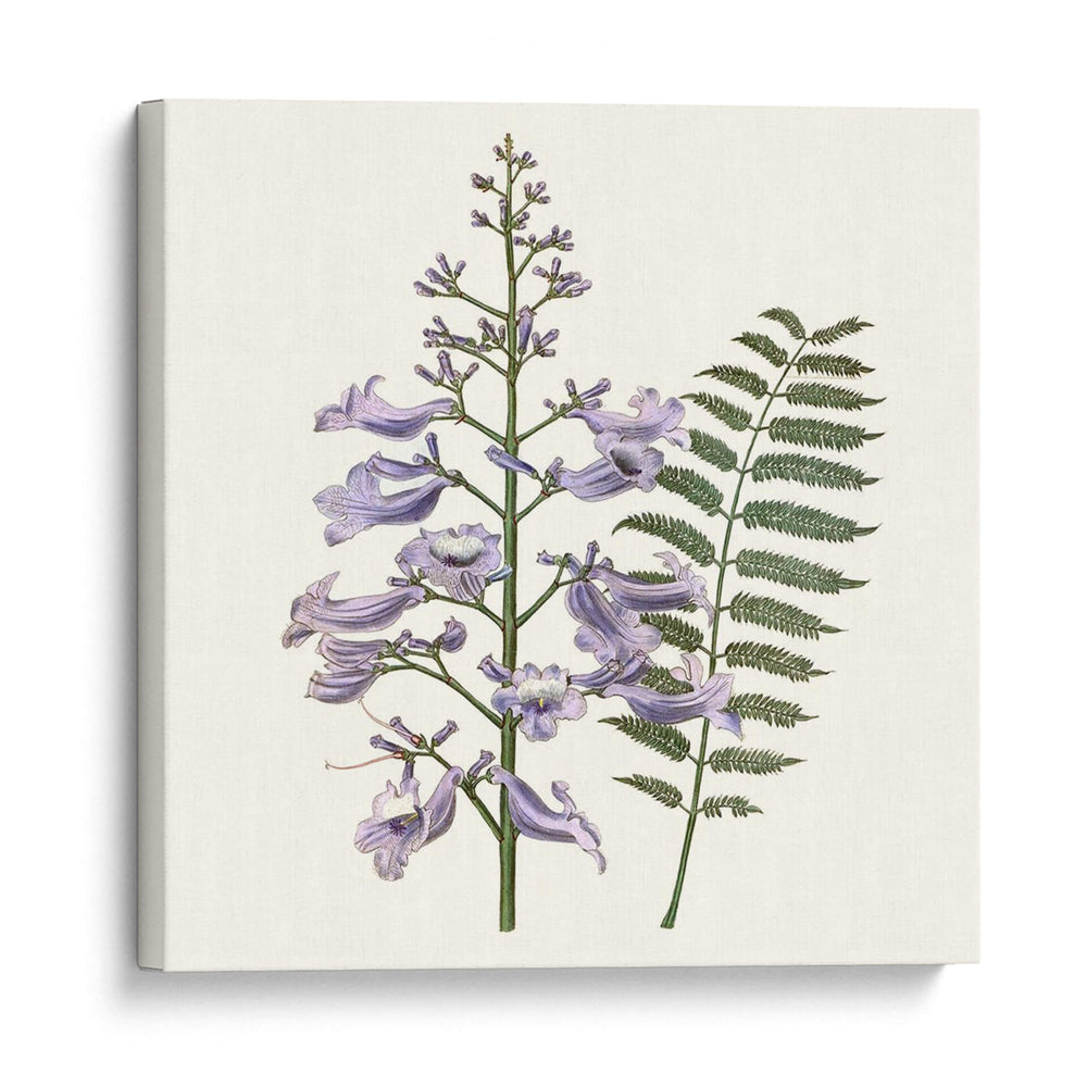 Elegante Botánico Iii - Vision Studio | Cuadro decorativo de Canvas Lab