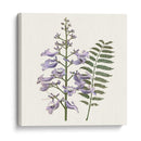 Elegante Botánico Iii - Vision Studio | Cuadro decorativo de Canvas Lab