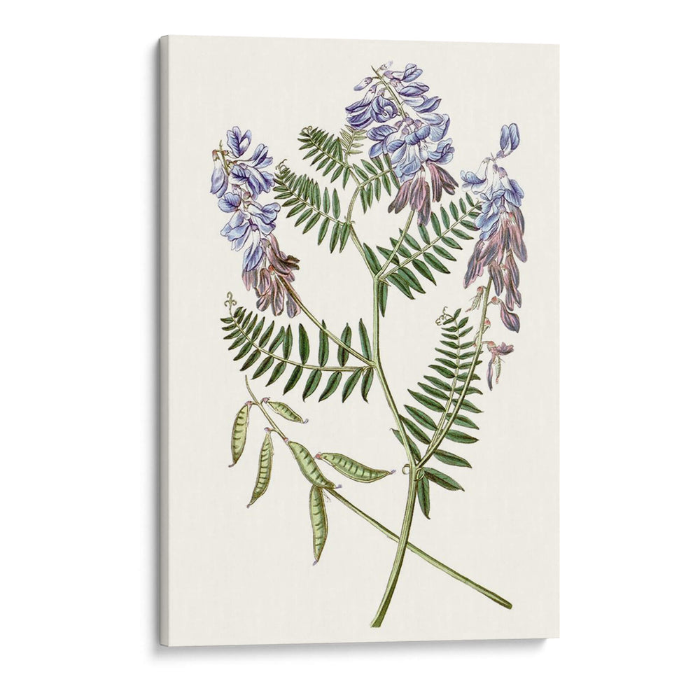 Elegante Botánica V - Vision Studio | Cuadro decorativo de Canvas Lab
