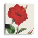 Cosechado Antiguo Botánico I - Vision Studio | Cuadro decorativo de Canvas Lab