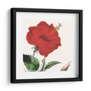 Cosechado Antiguo Botánico I - Vision Studio | Cuadro decorativo de Canvas Lab