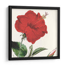 Cosechado Antiguo Botánico I - Vision Studio | Cuadro decorativo de Canvas Lab