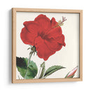 Cosechado Antiguo Botánico I - Vision Studio | Cuadro decorativo de Canvas Lab